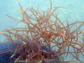 Gracilaria sp.